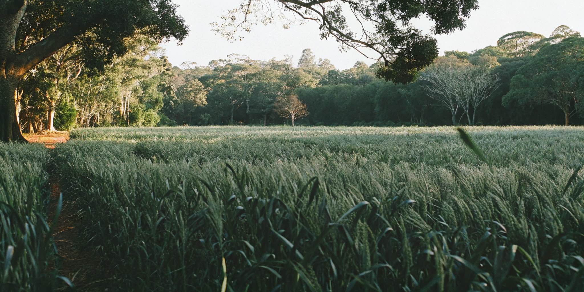 Land